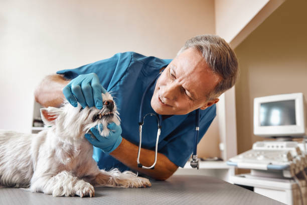 Best Emergency Dental Care for Broken or Chipped Teeth in Westbury, NY